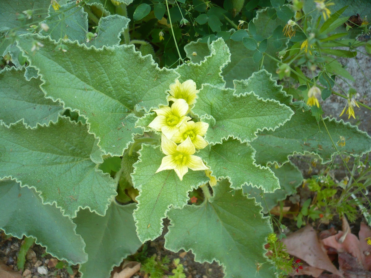 Ecballium elaterium var. elaterium (Cucurbitaceae)